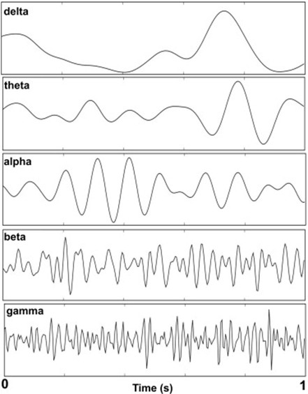 brain wave